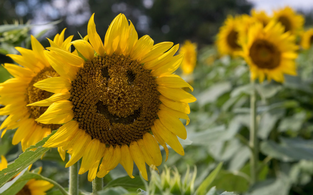 Sunflower smile photo by Tom Bradley