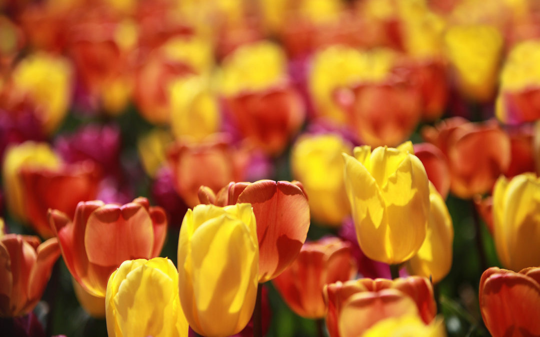 Tulips photo by Tom Bradley